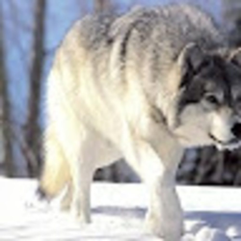 Meet your Posher, The wolf